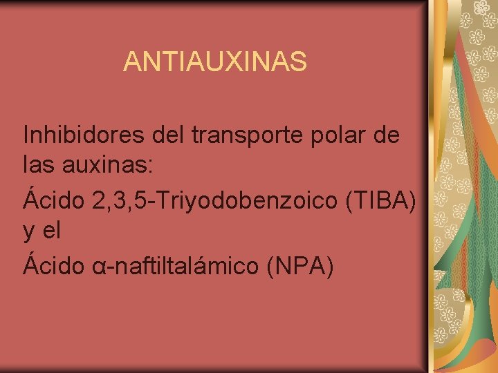 ANTIAUXINAS Inhibidores del transporte polar de las auxinas: Ácido 2, 3, 5 -Triyodobenzoico (TIBA)