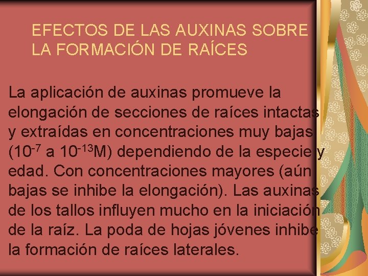 EFECTOS DE LAS AUXINAS SOBRE LA FORMACIÓN DE RAÍCES La aplicación de auxinas promueve