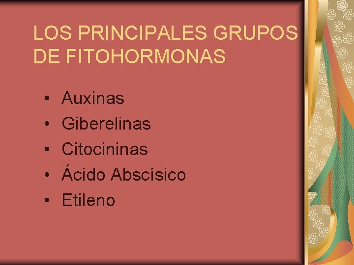 LOS PRINCIPALES GRUPOS DE FITOHORMONAS • • • Auxinas Giberelinas Citocininas Ácido Abscísico Etileno