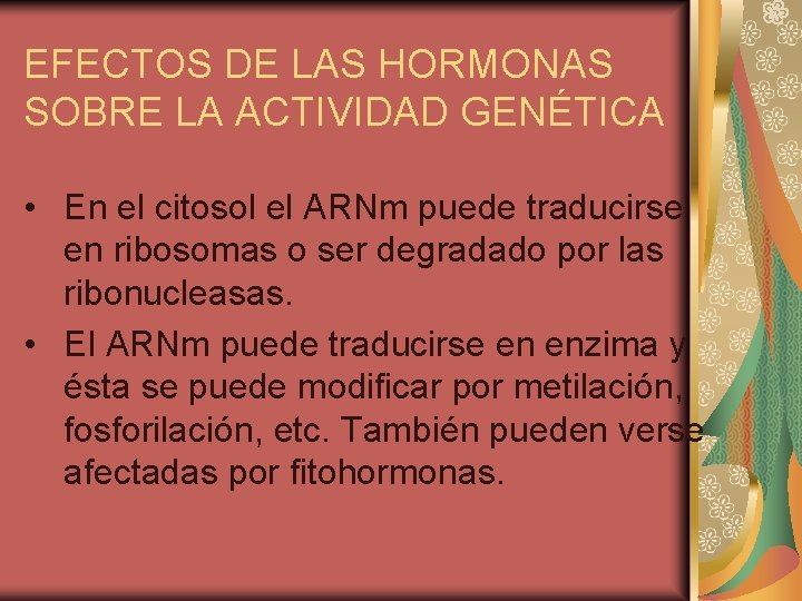 EFECTOS DE LAS HORMONAS SOBRE LA ACTIVIDAD GENÉTICA • En el citosol el ARNm