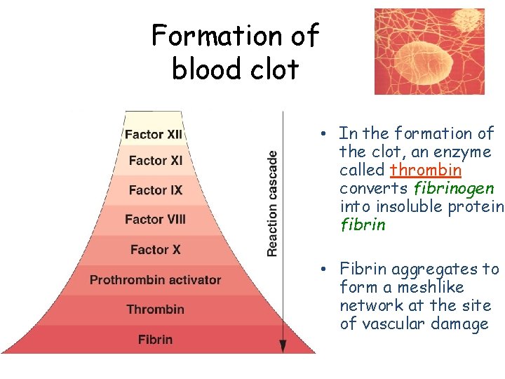 Formation of blood clot • In the formation of the clot, an enzyme called