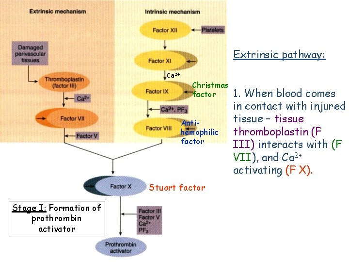 Extrinsic pathway: Ca 2+ Christmas factor Antihemophilic factor Stuart factor Stage I: Formation of