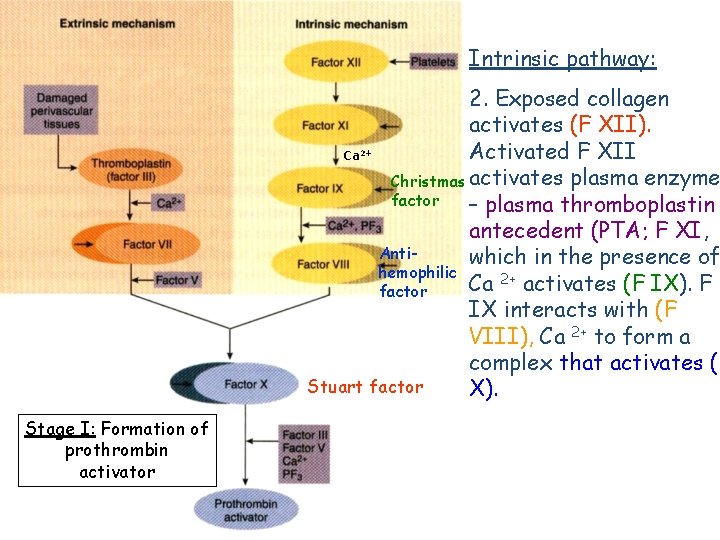 Intrinsic pathway: 2. Exposed collagen activates (F XII). Activated F XII Ca Christmas activates
