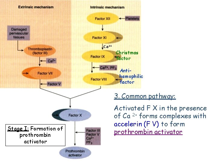 Ca 2+ Christmas factor Antihemophilic factor 3. Common pathway: Stage I: Formation of prothrombin