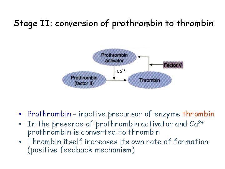Stage II: conversion of prothrombin to thrombin Ca 2+ • Prothrombin – inactive precursor