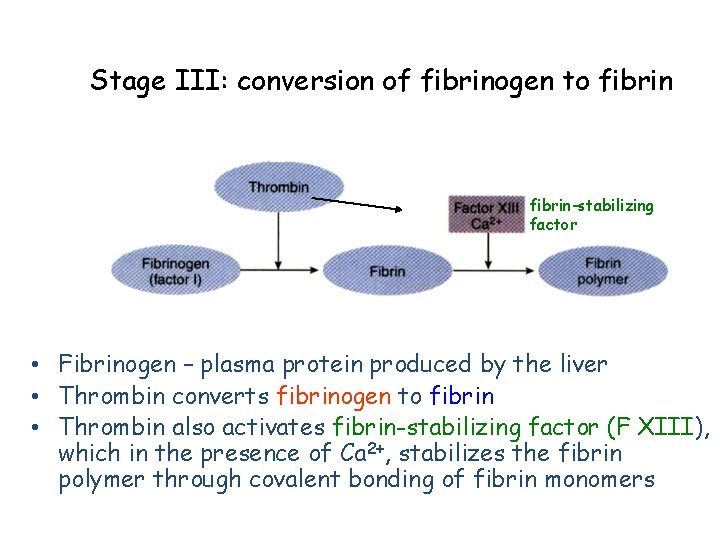 Stage III: conversion of fibrinogen to fibrin-stabilizing factor • Fibrinogen – plasma protein produced Stage III: conversion of fibrinogen to fibrin-stabilizing factor • Fibrinogen – plasma protein produced