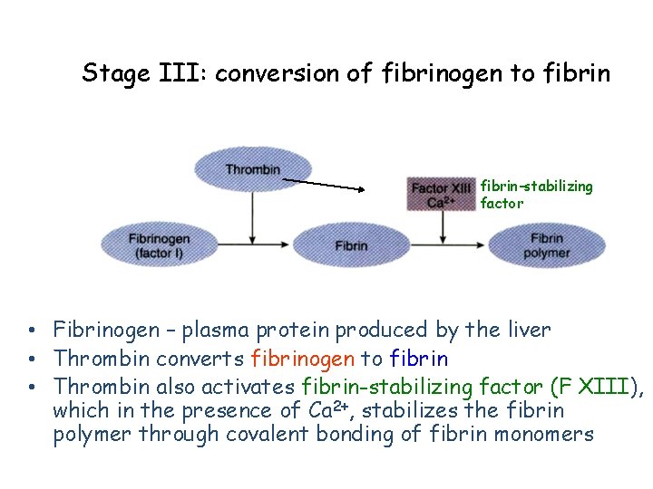 Stage III: conversion of fibrinogen to fibrin-stabilizing factor • Fibrinogen – plasma protein produced