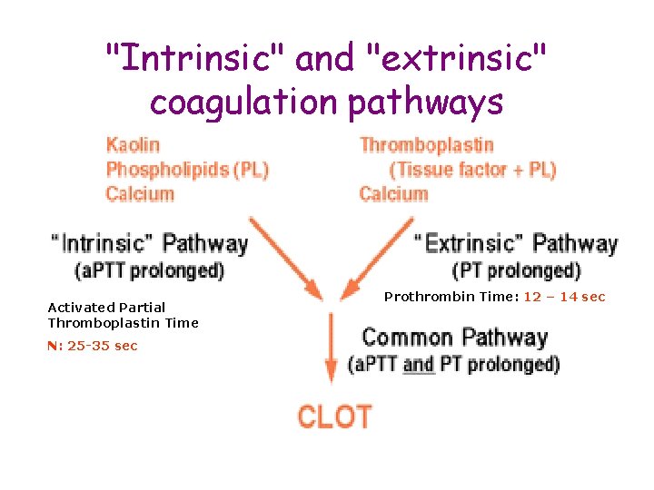 "Intrinsic" and "extrinsic" coagulation pathways Activated Partial Thromboplastin Time N: 25 -35 sec Prothrombin