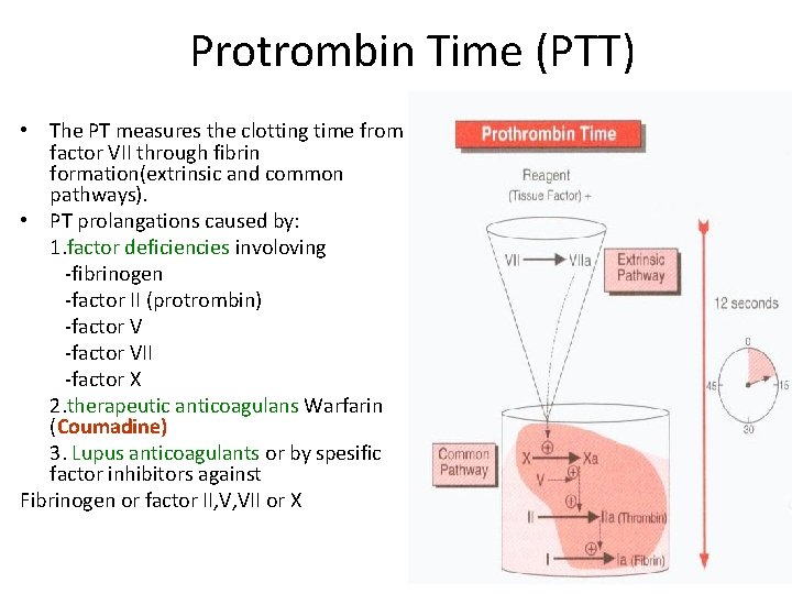 Protrombin Time (PTT) • The PT measures the clotting time from factor VII through