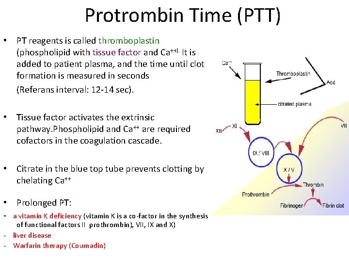 Protrombin Time (PTT) • PT reagents is called thromboplastin (phospholipid with tissue factor and