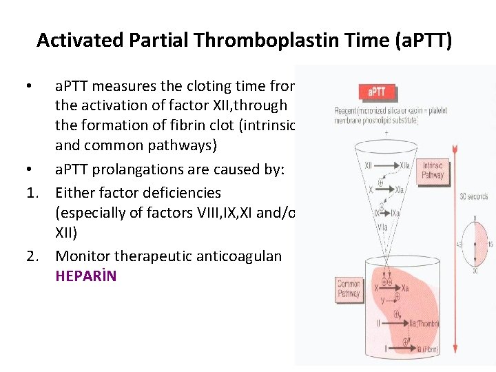 Activated Partial Thromboplastin Time (a. PTT) a. PTT measures the cloting time from the