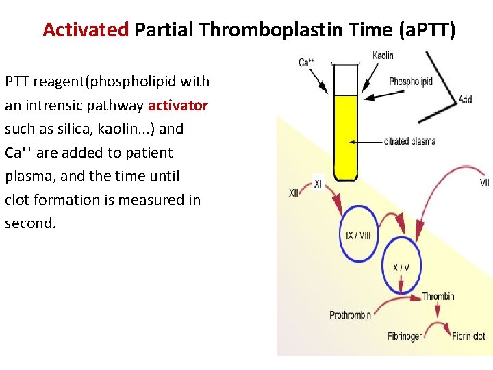 Activated Partial Thromboplastin Time (a. PTT) PTT reagent(phospholipid with an intrensic pathway activator such