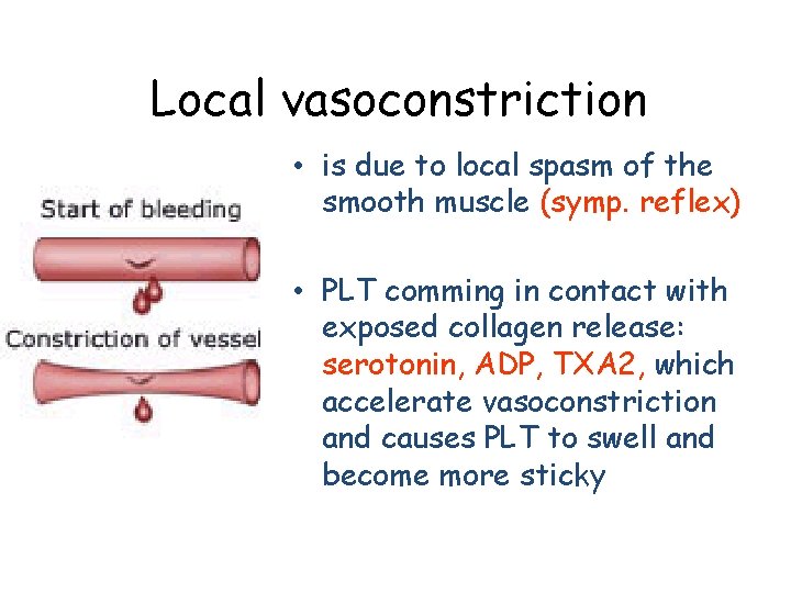 Local vasoconstriction • is due to local spasm of the smooth muscle (symp. reflex)