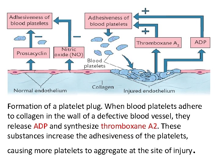 Formation of a platelet plug. When blood platelets adhere to collagen in the wall