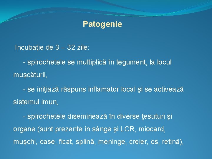 Patogenie Incubaţie de 3 – 32 zile: - spirochetele se multiplică în tegument, la