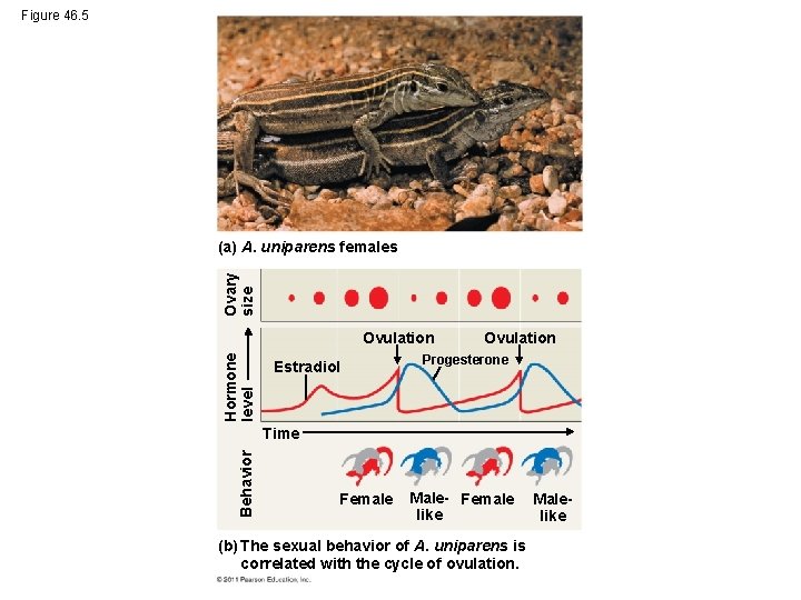 Figure 46. 5 Ovary size (a) A. uniparens females Hormone level Ovulation Estradiol Ovulation