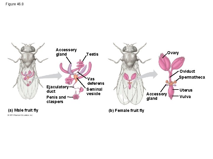Figure 46. 8 Accessory gland Ejaculatory duct Penis and claspers (a) Male fruit fly