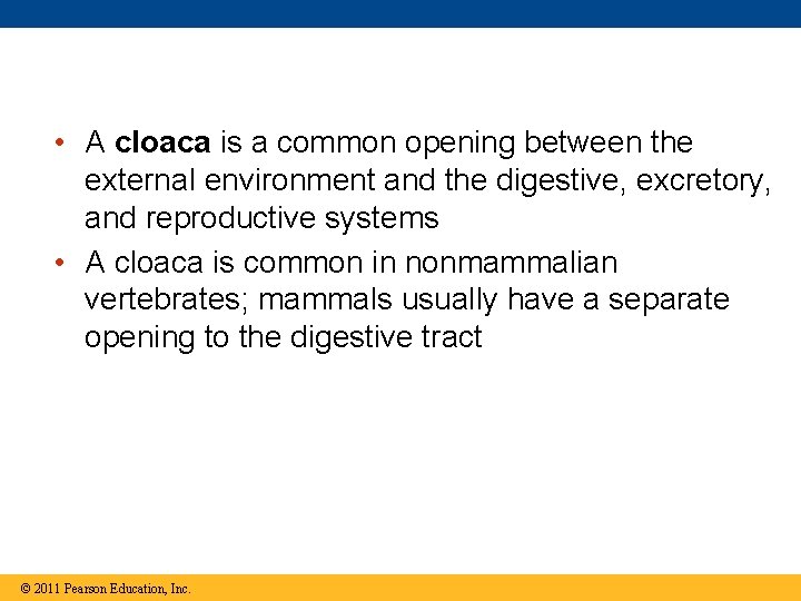  • A cloaca is a common opening between the external environment and the