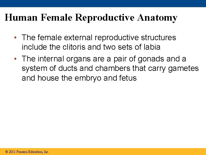 Human Female Reproductive Anatomy • The female external reproductive structures include the clitoris and
