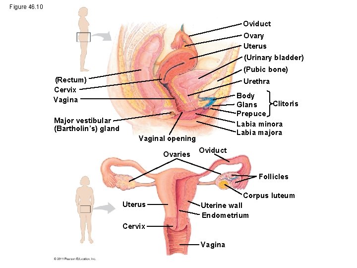 Figure 46. 10 Oviduct Ovary Uterus (Urinary bladder) (Pubic bone) (Rectum) Cervix Vagina Urethra