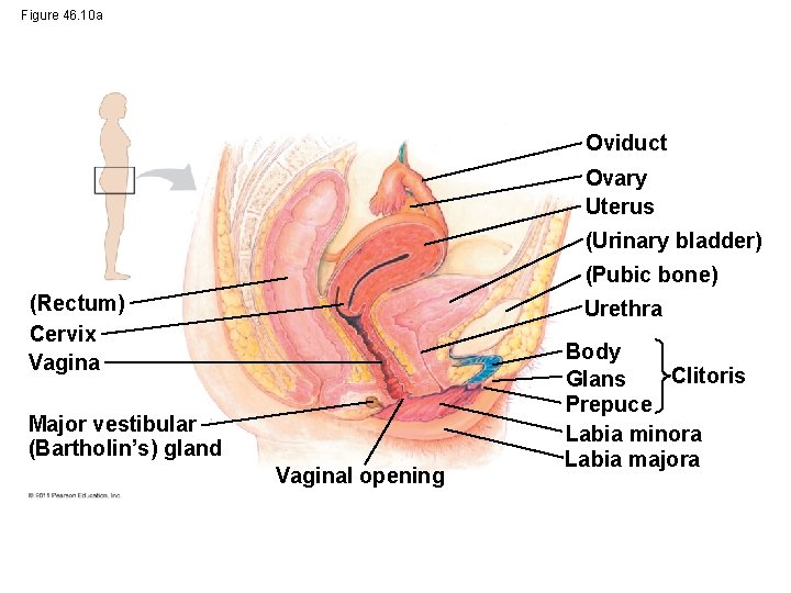 Figure 46. 10 a Oviduct Ovary Uterus (Urinary bladder) (Pubic bone) (Rectum) Cervix Vagina