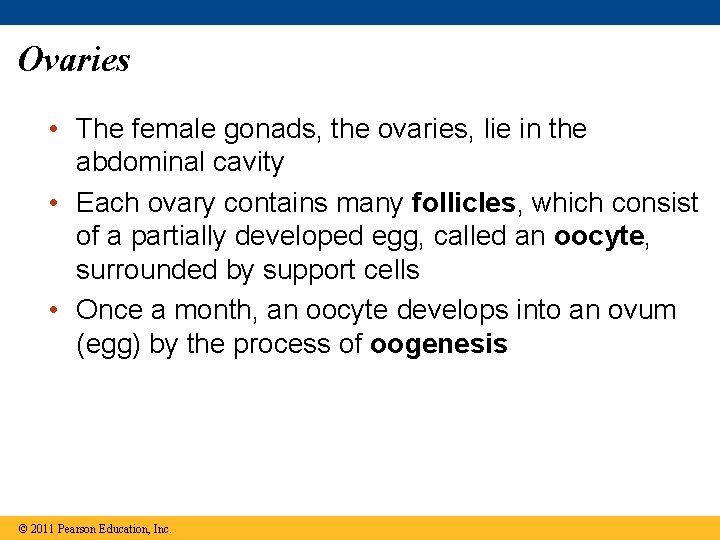 Ovaries • The female gonads, the ovaries, lie in the abdominal cavity • Each