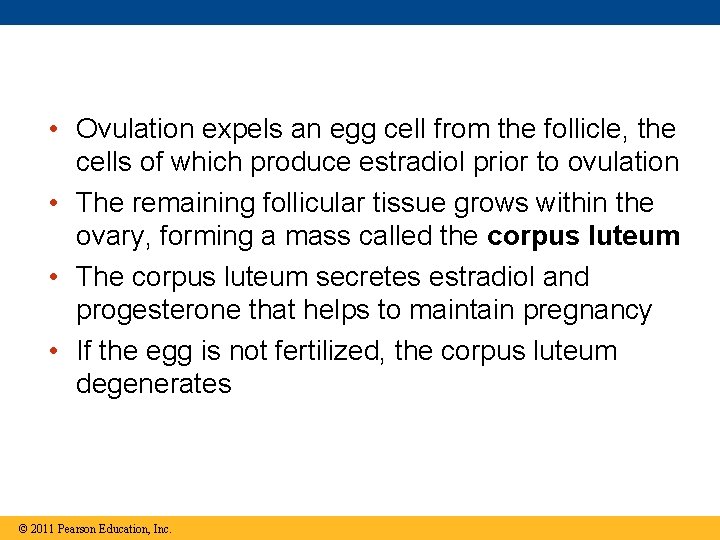  • Ovulation expels an egg cell from the follicle, the cells of which