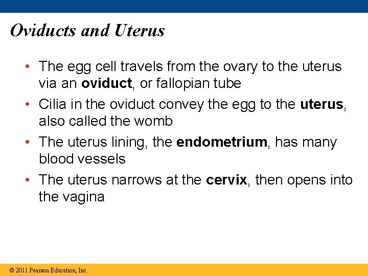 Oviducts and Uterus • The egg cell travels from the ovary to the uterus