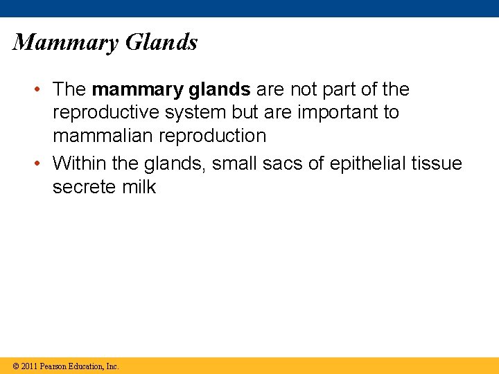Mammary Glands • The mammary glands are not part of the reproductive system but