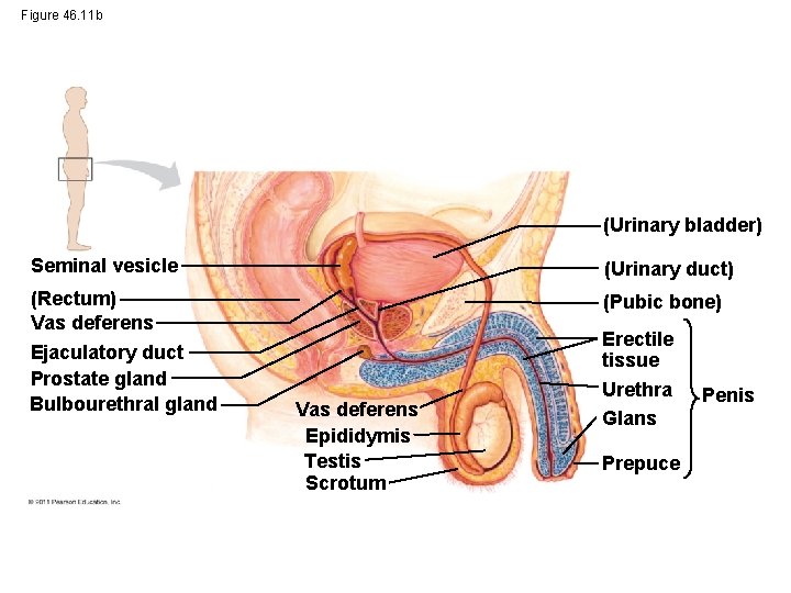 Figure 46. 11 b (Urinary bladder) Seminal vesicle (Urinary duct) (Rectum) Vas deferens Ejaculatory