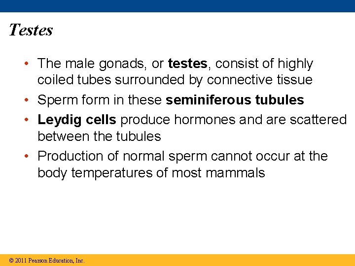 Testes • The male gonads, or testes, consist of highly coiled tubes surrounded by