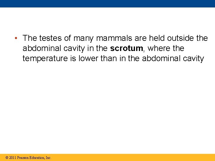  • The testes of many mammals are held outside the abdominal cavity in