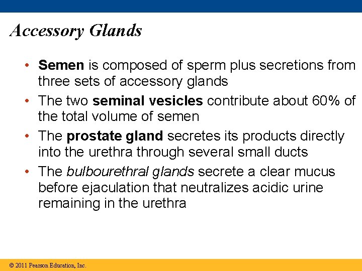 Accessory Glands • Semen is composed of sperm plus secretions from three sets of