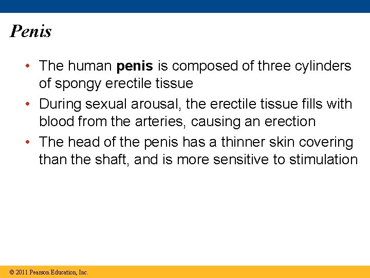 Penis • The human penis is composed of three cylinders of spongy erectile tissue