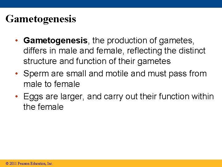 Gametogenesis • Gametogenesis, the production of gametes, differs in male and female, reflecting the