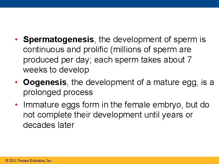  • Spermatogenesis, the development of sperm is continuous and prolific (millions of sperm