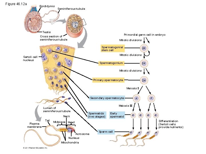 Figure 46. 12 a Epididymis Seminiferous tubule Testis Primordial germ cell in embryo Cross