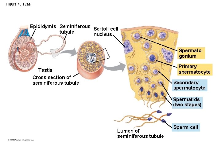 Figure 46. 12 aa Epididymis Seminiferous Sertoli cell tubule nucleus Spermatogonium Primary spermatocyte Testis