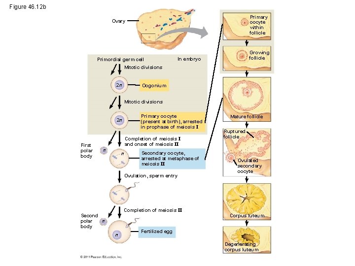 Figure 46. 12 b Primary oocyte within follicle Ovary Primordial germ cell Growing follicle