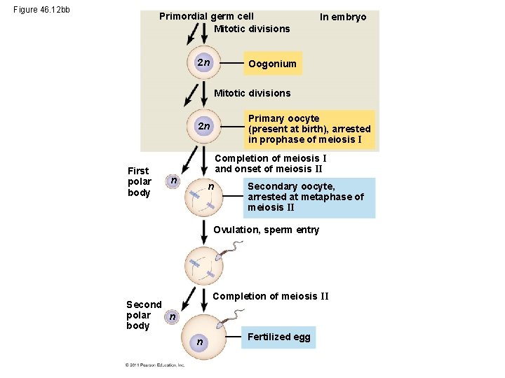 Figure 46. 12 bb Primordial germ cell Mitotic divisions 2 n In embryo Oogonium