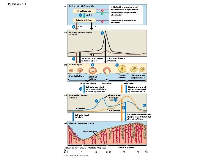 (a) Control by hypothalamus Gn. RH 1 Anterior pituitary 2 (b) Inhibited by combination