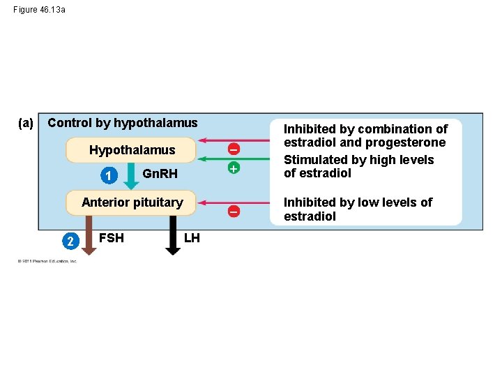 Figure 46. 13 a (a) Control by hypothalamus Hypothalamus Gn. RH Inhibited by combination