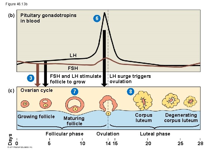 Figure 46. 13 b (b) Pituitary gonadotropins in blood 6 LH FSH 3 Ovarian
