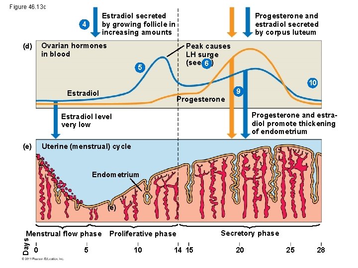 Figure 46. 13 c Estradiol secreted by growing follicle in increasing amounts 4 Ovarian