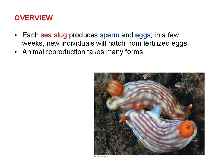 OVERVIEW • Each sea slug produces sperm and eggs; in a few weeks, new