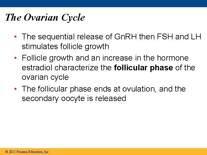 The Ovarian Cycle • The sequential release of Gn. RH then FSH and LH
