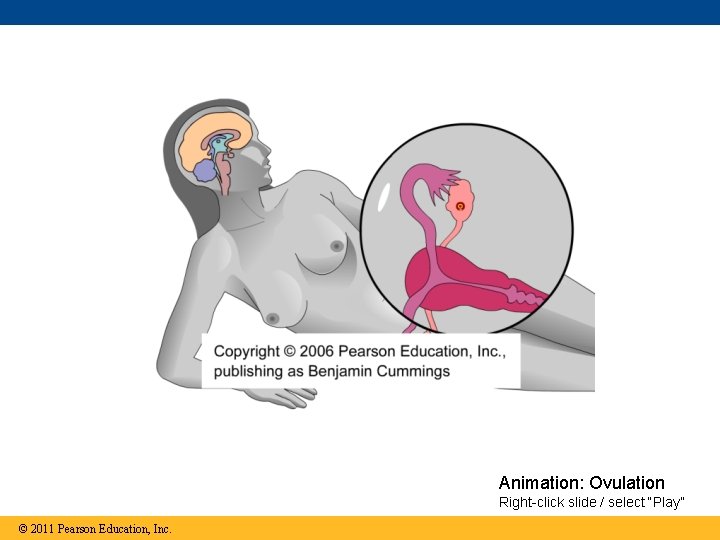 Animation: Ovulation Right-click slide / select “Play” © 2011 Pearson Education, Inc. 