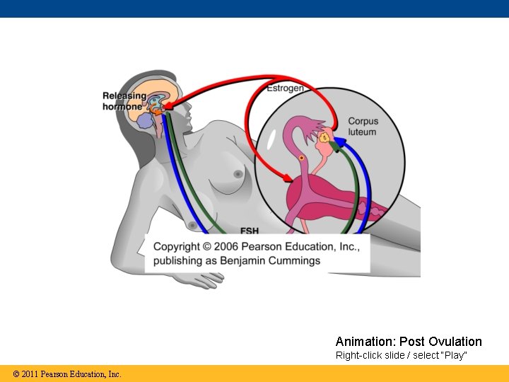Animation: Post Ovulation Right-click slide / select “Play” © 2011 Pearson Education, Inc. 