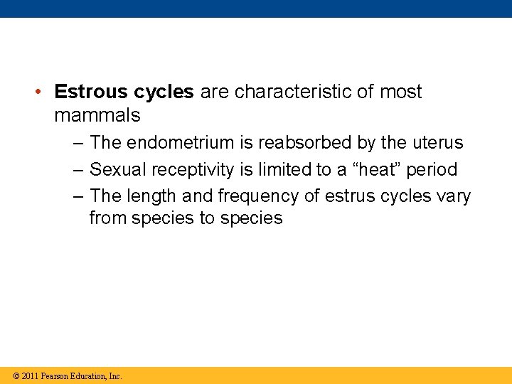  • Estrous cycles are characteristic of most mammals – The endometrium is reabsorbed