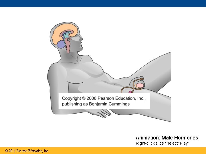 Animation: Male Hormones Right-click slide / select “Play” © 2011 Pearson Education, Inc. 